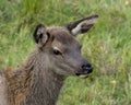 Elk Stock Photo and Image. Young animal head shot close-up profile view with a blur grass background in its environment and