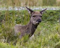 Elk Stock Photo and Image. Young animal Elk resting in the field with grass background and foreground in its environment and