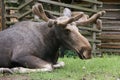 Elk - Stockholm zoo