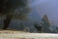 Elk at sunrise, Yosemite, CA