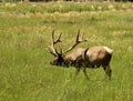 Elk Territory