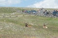 Elk and the Tourists