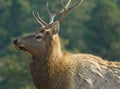 Elk Up Close