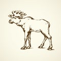Elk. Vector drawing Royalty Free Stock Photo