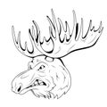 Elk. Vector illustration of a sketch bull moose wild animal. Wildlife