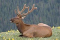 Elk Velvet1 Royalty Free Stock Photo