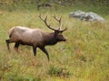 Elk Walking