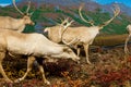 Elk Walking Through Mountain Forest Royalty Free Stock Photo