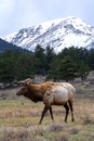 Elk walking through open meadow in Rocky Mountain National Park, USA Royalty Free Stock Photo