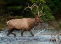 Elk walking in the water Royalty Free Stock Photo