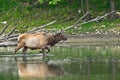 An elk walking into water Royalty Free Stock Photo