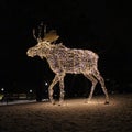 An elk walks across Floras kulle