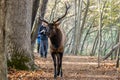 Elk Walks Trail With Photographer In Tow