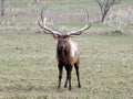 Elk wapiti bull antlers Royalty Free Stock Photo