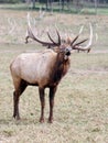 Elk wapiti bull antlers Royalty Free Stock Photo