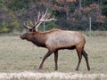 Elk wapiti bull antlers Royalty Free Stock Photo