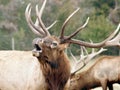 Elk wapiti bull antlers Royalty Free Stock Photo