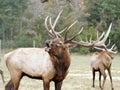 Elk wapiti bull antlers Royalty Free Stock Photo