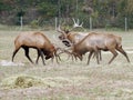 Elk wapiti bull antlers Royalty Free Stock Photo