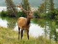 Elk Wapiti Bull Antlers Royalty Free Stock Photo