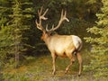 Elk Wapiti bull antlers closeup Royalty Free Stock Photo