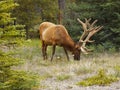 Elk Wapiti Bull Antlers Closeup Royalty Free Stock Photo