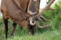 Elk (Wapiti), Cervus canadensis Royalty Free Stock Photo