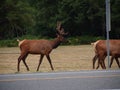 Elk or wapiti