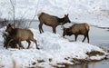 Elk or wapiti Cervus canadensis on the Wyoming-Colorado Border Winter Royalty Free Stock Photo