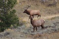 Elk (Wapiti), Cervus elephas,Mammoth Springs in Yellowstone National Park,USA Royalty Free Stock Photo