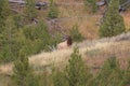 Elk (Wapiti), Cervus elephas,Mammoth Springs in Yellowstone National Park,USA Royalty Free Stock Photo