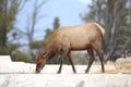 Elk (Wapiti), Cervus elephas,Mammoth Springs in Yellowstone National Park,USA Royalty Free Stock Photo