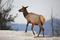 Elk (Wapiti), Cervus elephas,Mammoth Springs in Yellowstone National Park,USA Royalty Free Stock Photo