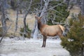 Elk (Wapiti), Cervus elephas,Mammoth Springs in Yellowstone National Park,USA Royalty Free Stock Photo