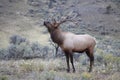 Elk (Wapiti), Cervus elephas,Mammoth Springs in Yellowstone National Park,USA Royalty Free Stock Photo