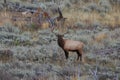 Elk (Wapiti), Cervus elephas,Mammoth Springs in Yellowstone National Park,USA Royalty Free Stock Photo