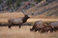 Elk (Wapiti), Cervus elephas, Yellowstone National Park, Wyoming, USA Royalty Free Stock Photo