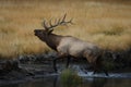 Elk & x28;Wapiti& x29;, Cervus elephas, Yellowstone National Park, Wyoming, USA Royalty Free Stock Photo