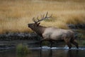 Elk (Wapiti), Cervus elephas, Yellowstone National Park, Wyoming, USA Royalty Free Stock Photo