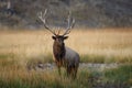 Elk (Wapiti), Cervus elephas, Yellowstone National Park, Wyoming, USA Royalty Free Stock Photo