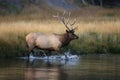 Elk (Wapiti), Cervus elephas, Yellowstone National Park, Wyoming, USA Royalty Free Stock Photo