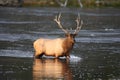 Elk (Wapiti), Cervus elephas, Yellowstone National Park, Wyoming, USA Royalty Free Stock Photo