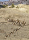 Elk band herd mountain running