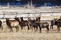 Elk herd bulls antlers log fence