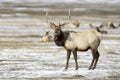 Elk or Wapiti in winter Royalty Free Stock Photo