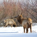 Elk or Wapiti in Winter on the Colorado-Wyoming Border Royalty Free Stock Photo