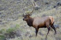 Elk or Wapiti (Cervus canadensis)