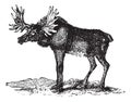 Elk or Wapti, vintage engraving