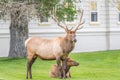 Elk watching over cow in village of Mammoth Hot Springs