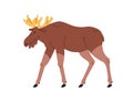 Elk, wild forest animal with horns. Big European, American mammal, walking, side view, profile. Herbivorous fauna